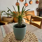 Prázdninový dům Casa Arbol