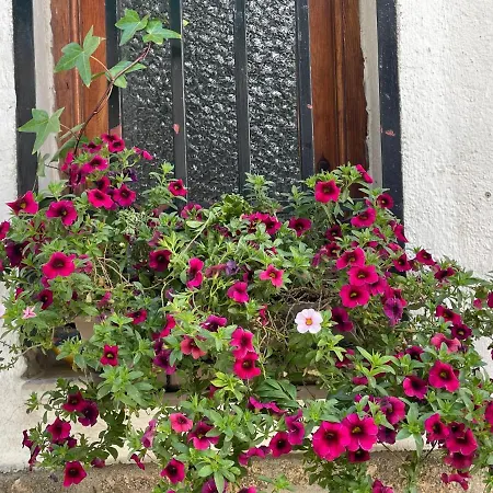 Casa Arbol Pedro Bernardo