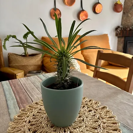 Vakantiehuis Casa Arbol