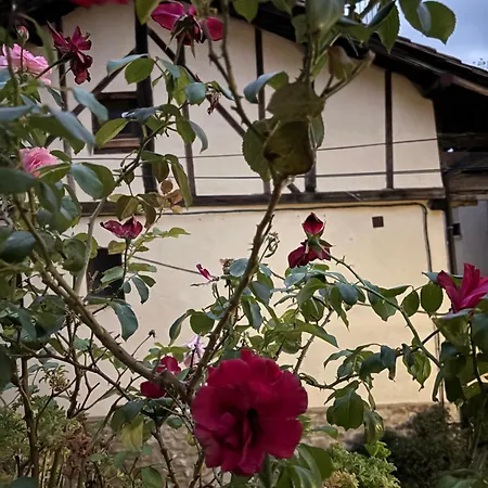 Casa Arbol Vakantiehuis