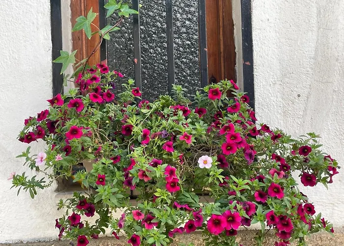 Casa árbol Pedro Bernardo